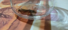 Gryllotalpidae