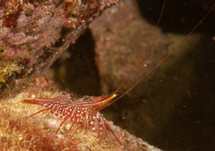 Rhynchocinetes serratus