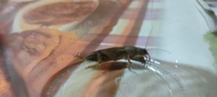 Gryllotalpidae
