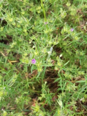 Geranium dissectum