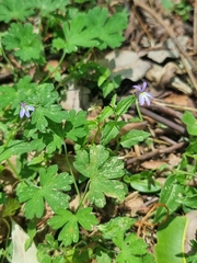 Lobelia quadrangularis