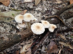 Candolleomyces tuberculatus