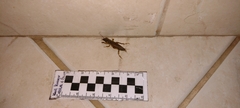 Gryllotalpidae