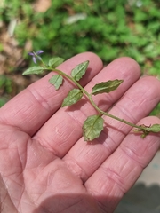 Lobelia quadrangularis