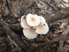 Candolleomyces tuberculatus