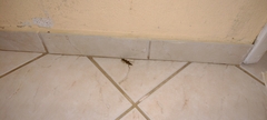 Gryllotalpidae
