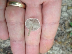 Candolleomyces tuberculatus