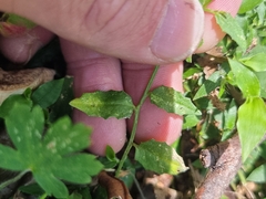 Lobelia quadrangularis