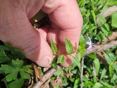 Lobelia quadrangularis