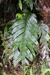Blechnum colensoi