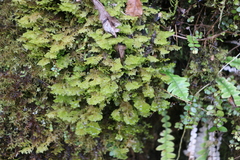 Trichocolea mollissima