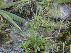 Pulicaria paludosa