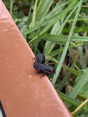 Prosapia ignifera