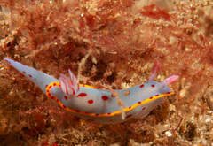 Hypselodoris bennetti