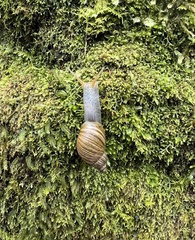 Bothriembryon tasmanicus