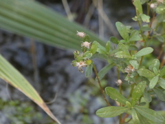 Pulicaria paludosa