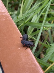 Prosapia ignifera