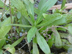 Pulicaria paludosa