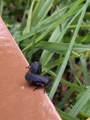 Prosapia ignifera