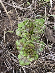 Sanicula arctopoides