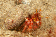 Dardanus crassimanus