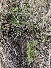 Sanicula arctopoides