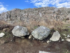 Sanicula arctopoides