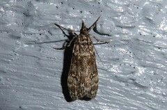 Eudonia philerga
