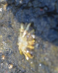 Siphonaria australis