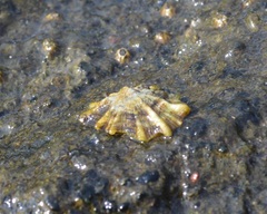Siphonaria australis