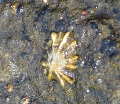 Siphonaria australis