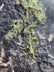 Isoetes melanospora