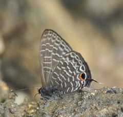 Nacaduba major