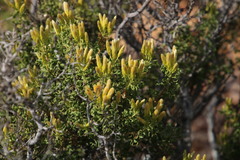 Pteronia undulata