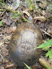 Terrapene carolina major