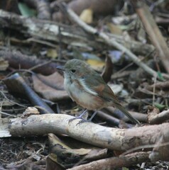 Pachycephala pectoralis contempta