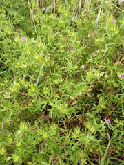 Geranium dissectum