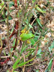 Hyla eximia