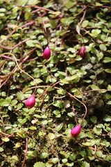Lobelia angulata