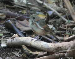 Pachycephala pectoralis contempta