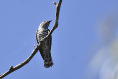 Chrysococcyx lucidus