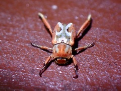 Hoplia