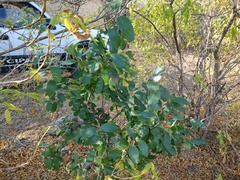 Karwinskia humboldtiana