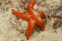 Fromia polypora
