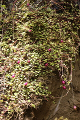 Lobelia angulata