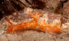 Plocamopherus imperialis