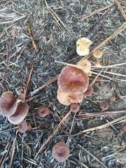 Collybiopsis dichroa