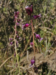 Caulanthus heterophyllus