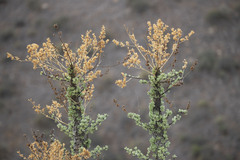 Fouquieria columnaris