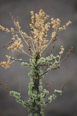 Fouquieria columnaris